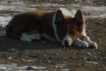 border collies